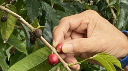 5As Berry Closeup