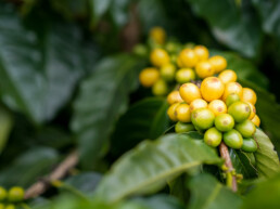 Ka'u Mountain Berries