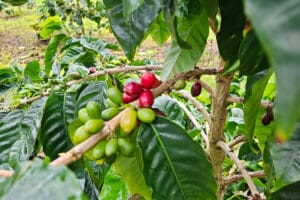 Red and green coffee berries on a branch