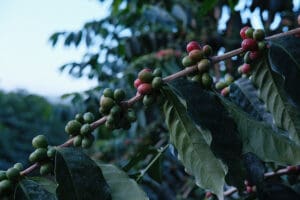 coffee berries on the branch