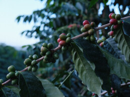coffee berries on the branch