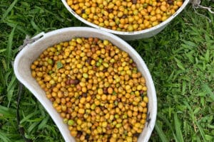 yellow coffee berries in buckets