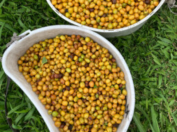 yellow coffee berries in buckets