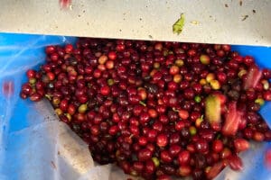 red coffee berries in industrial equipment
