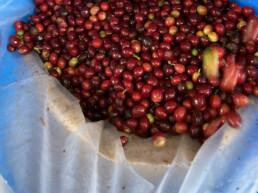 JN Coffee Farms Double Anaerobic Washed Red Bourbon