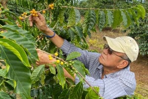 man in a ball cap examining orange coffee berries