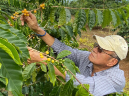 man in a ball cap examining orange coffee berries