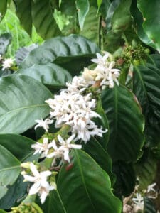 MH Coffee Farm - coffee flowers in bloom
