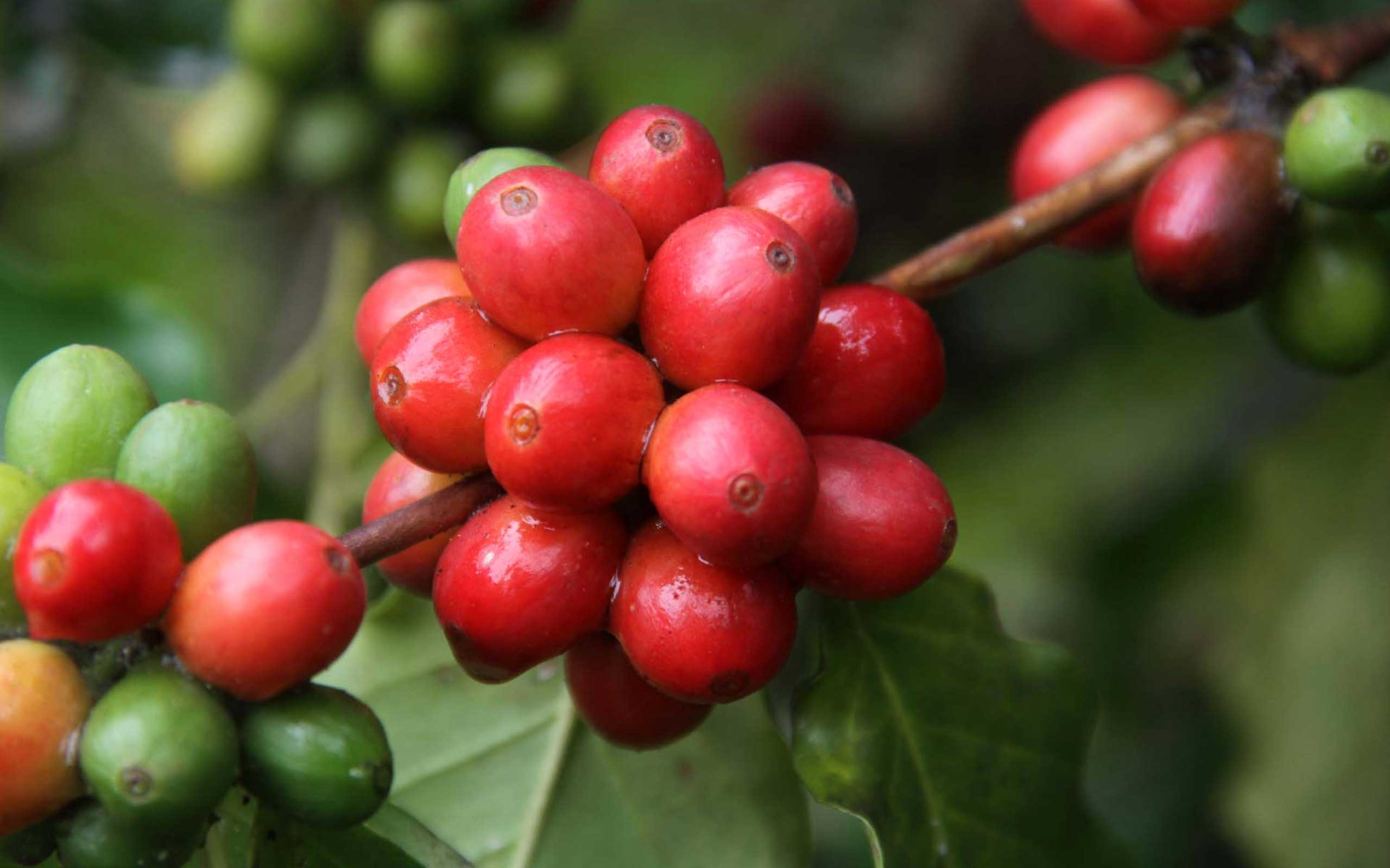 Isla Custom Coffees Ripened Red Bourbon coffee