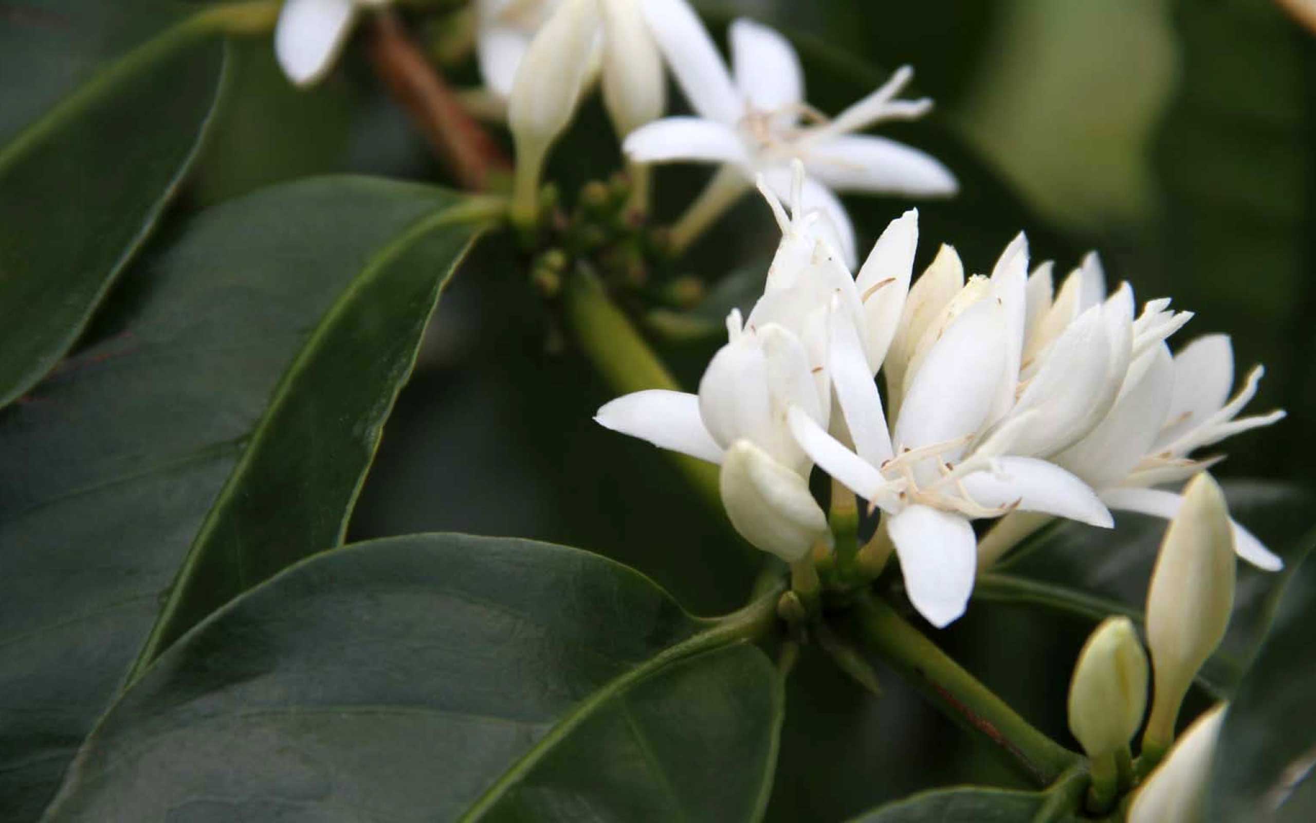 Isla Custom Coffees coffee flowers