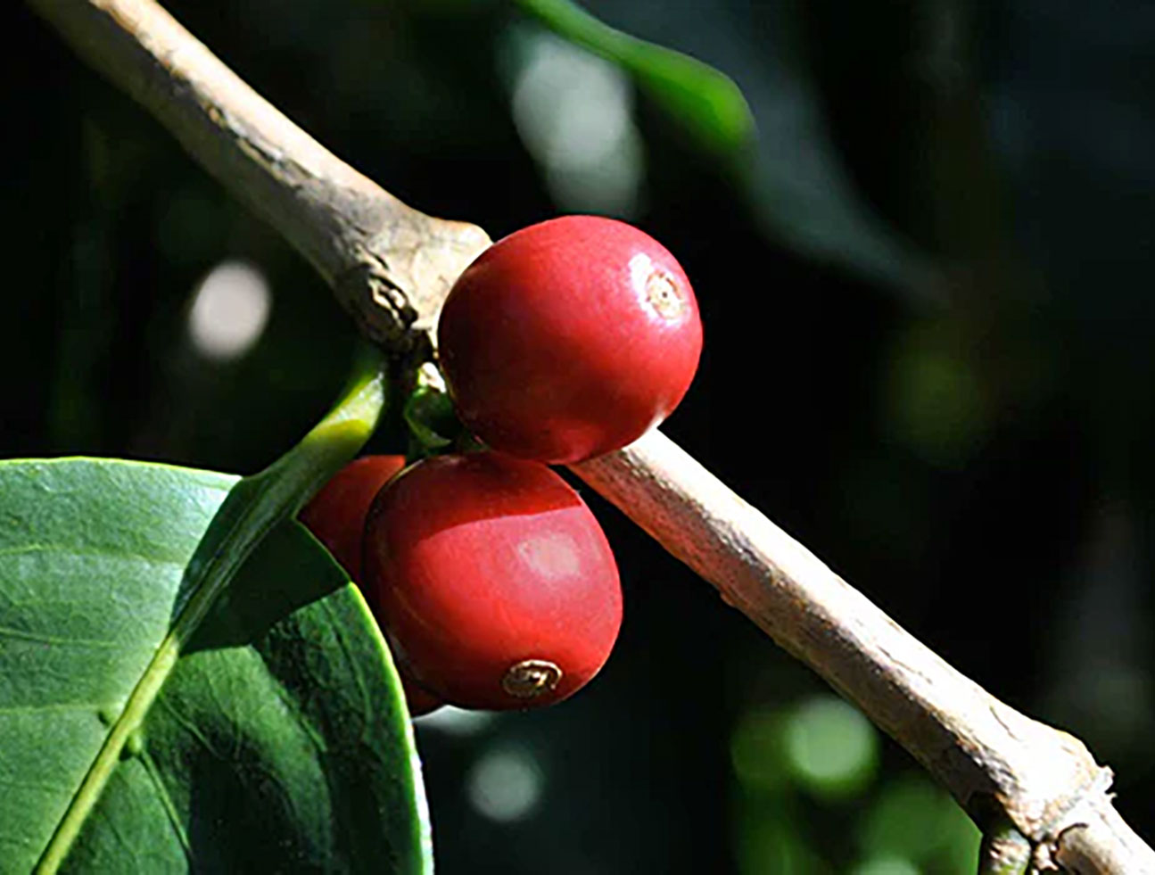 Natural Typica Coffee Chierries